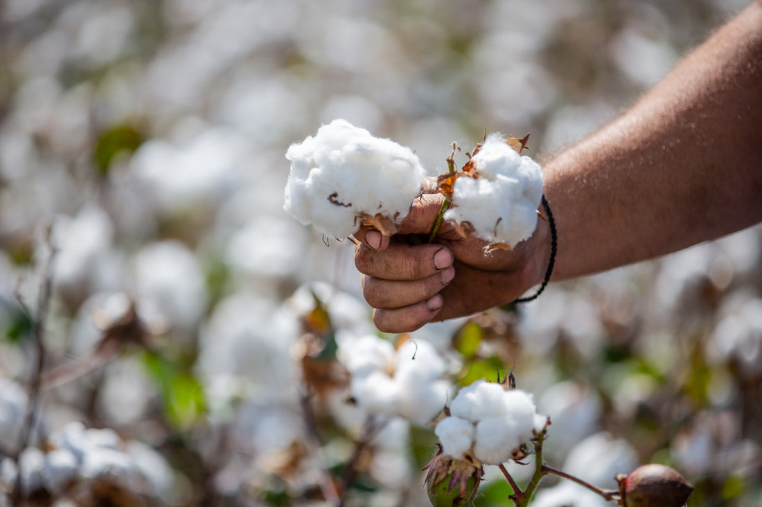 NATIVA: Regeneratively Farmed Cotton