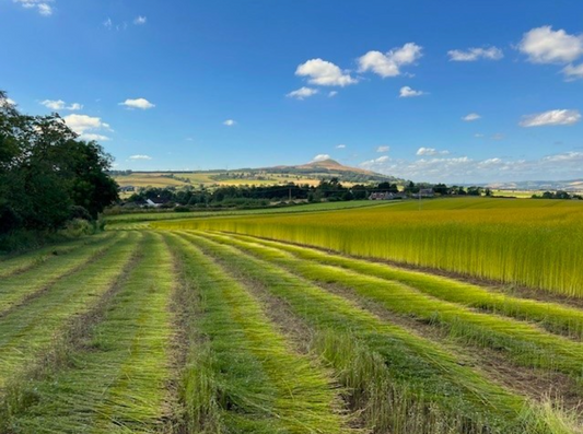 Our Linen Stories: Flax Futures