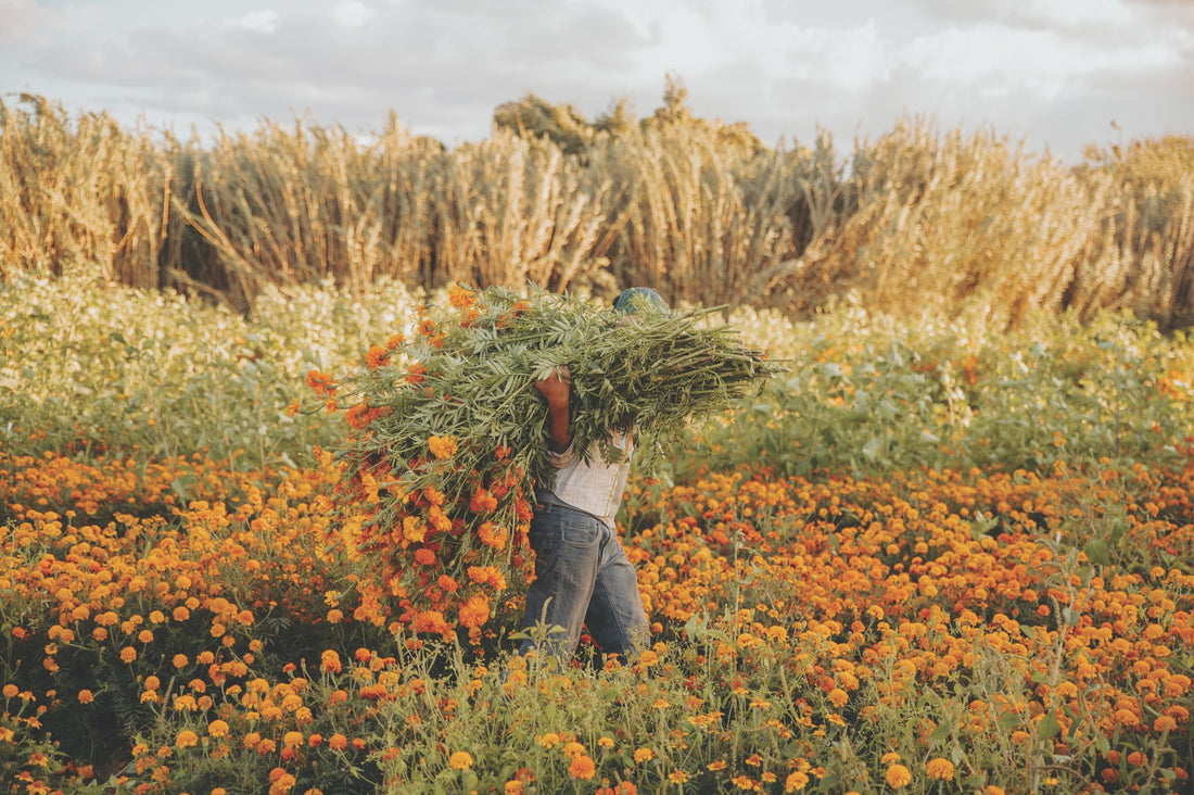 Going to Seed: Marigolds – when cultural celebrations and religious rituals meet textiles industry